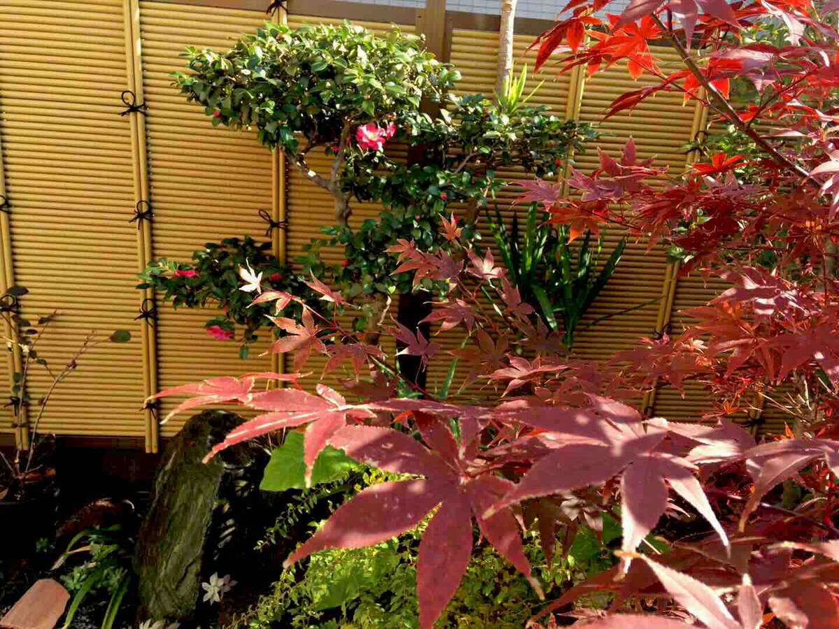 Garden 5